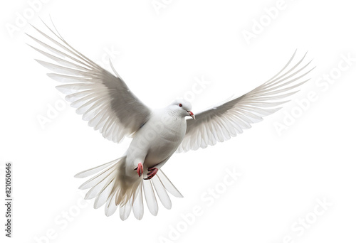 Graceful White Pigeon in Flight