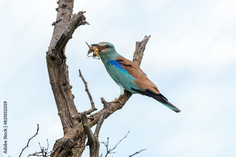 Fototapeta premium Rollier d'Europe, Coracias garrulus, European Roller