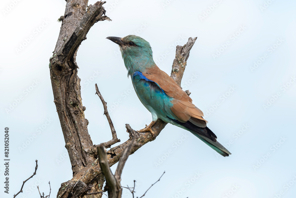 Rollier d'Europe, Coracias garrulus, European Roller Rollier d'Europe, Coracias garrulus, European Roller