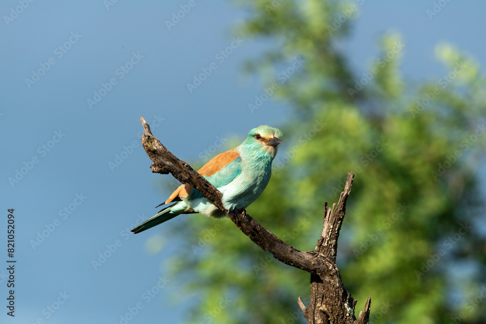 Rollier d'Europe, Coracias garrulus, European Roller Rollier d'Europe, Coracias garrulus, European Roller