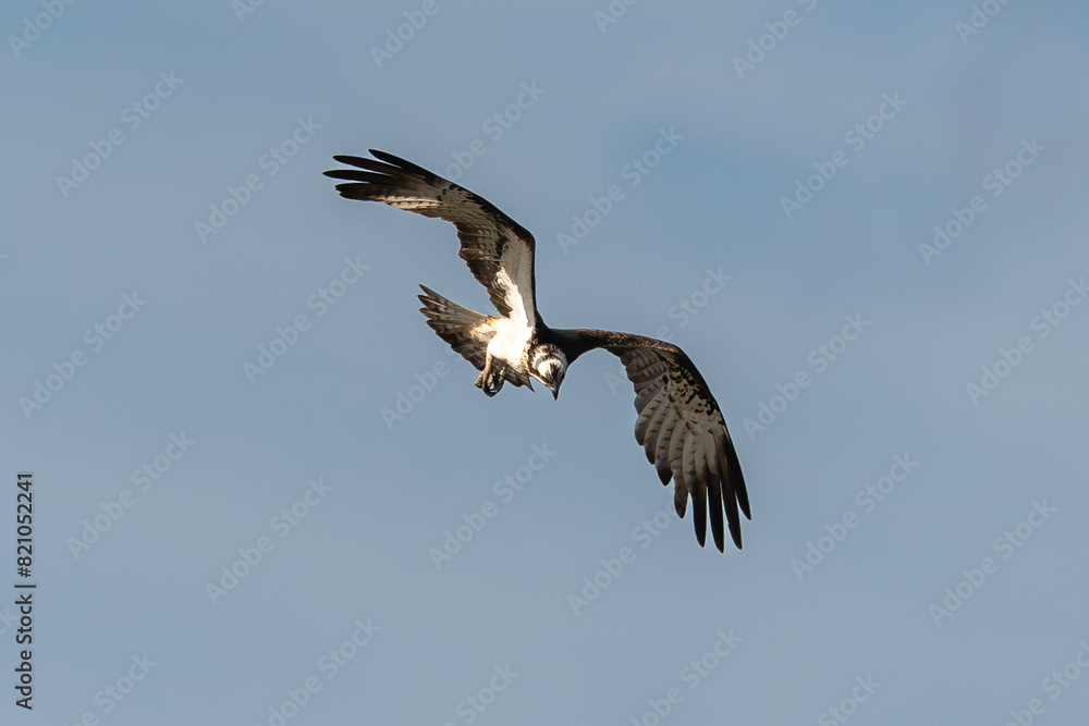 Balbuzard pêcheur, Pandion haliaetus, Western Osprey Balbuzard pêcheur, Pandion haliaetus, Western Osprey