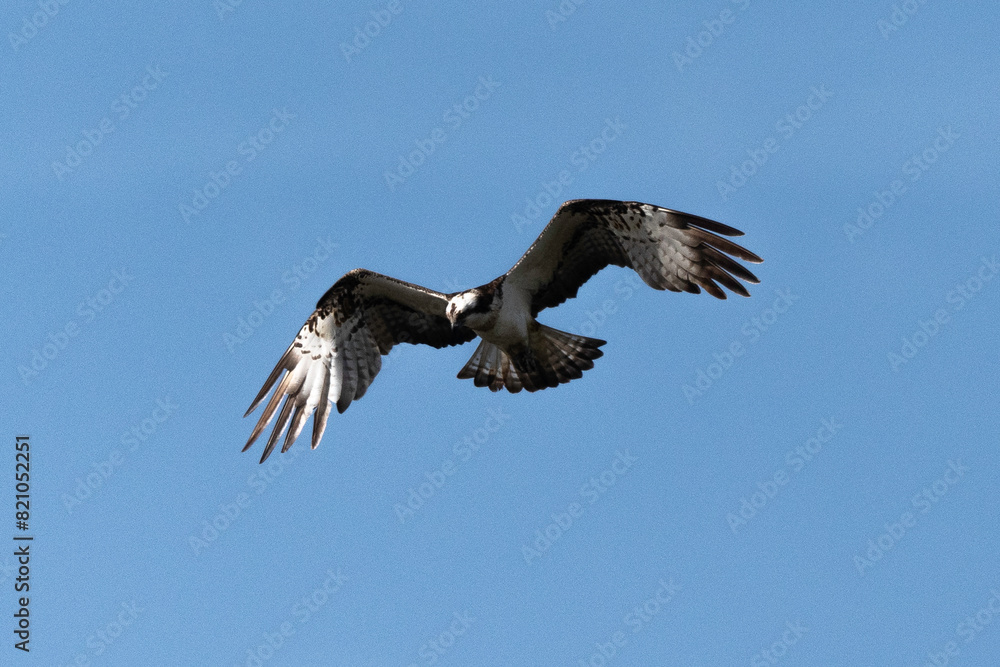 Balbuzard pêcheur, Pandion haliaetus, Western Osprey Balbuzard pêcheur, Pandion haliaetus, Western Osprey