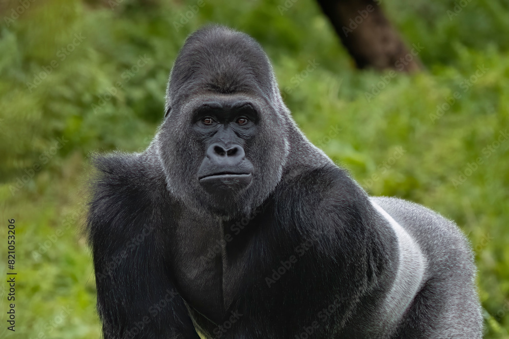 Obraz premium Silverback gorilla portrait