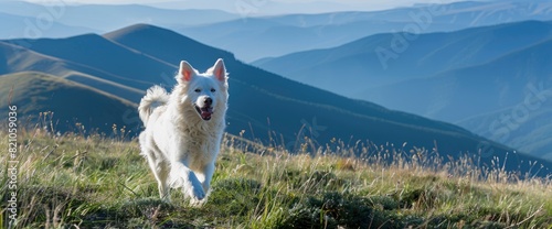 A Jubilant White Samoyed Trots Across The Grass On A Hilltop, The Panoramic View Enhancing The Scene'S Sense Of Freedom And Joy, Standard Picture Mode © GenVision
