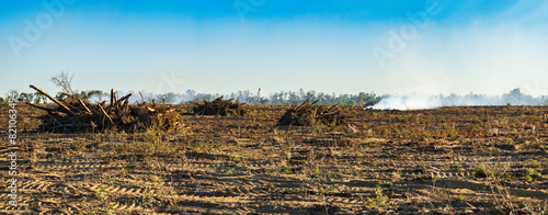 A formerly forested tract of land being cleared for replanting in Florida