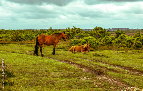 Obraz na płótnie horses on the meadow w salonie