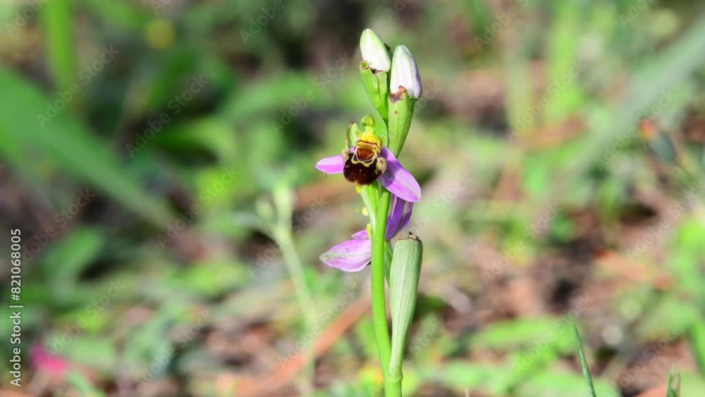 Springtime video of a Ophrys also called bee orchid in bloom, captured in a garden Springtime video of a Ophrys also called bee orchid in bloom, captured in a garden