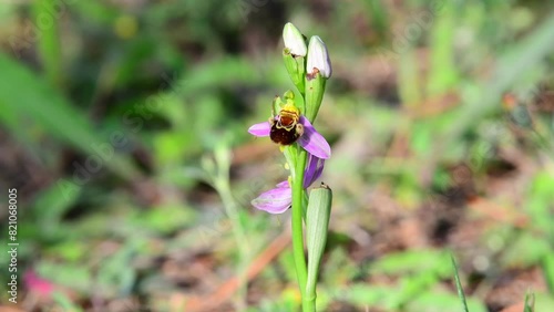 Springtime video of a Ophrys  also called bee orchid in bloom, captured in a garden
