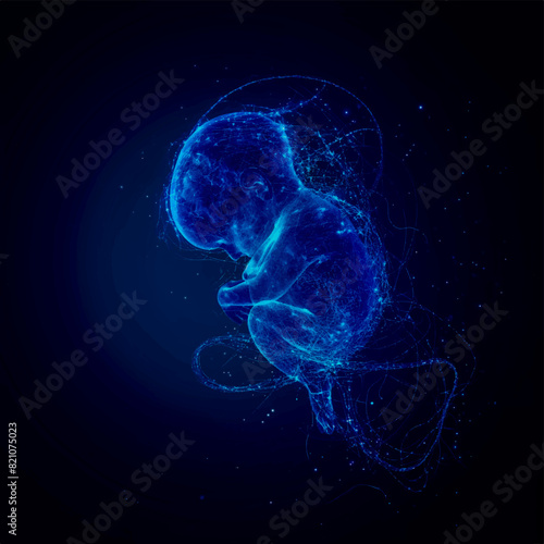 fetus (baby) in the womb anatomy , Dark  blue  background, Healthcare and medicine concept.