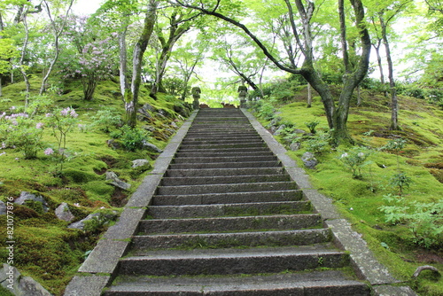 Fresh green in Jojakko-ji Temple in Kyoto, Japan photo