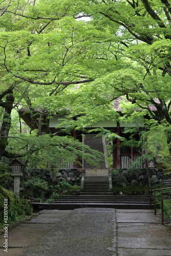 Nio-mon Gate and fresh green in Jojakko-ji Temple in Kyoto  Japan