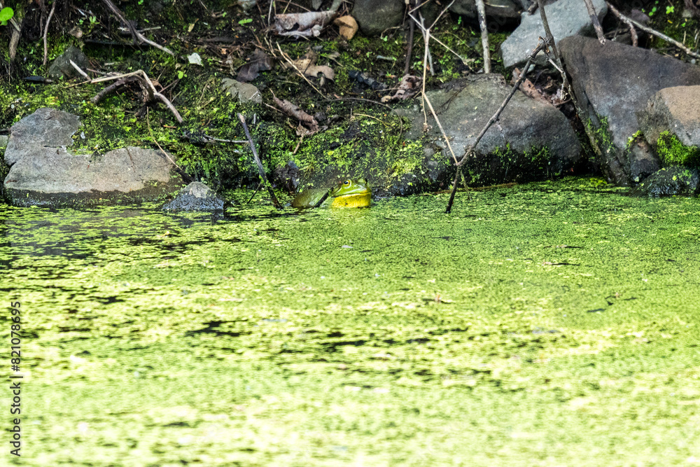 Naklejka premium Frog in a pond