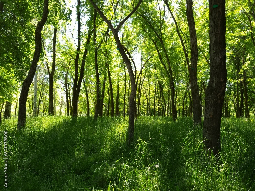 Morning in the forest