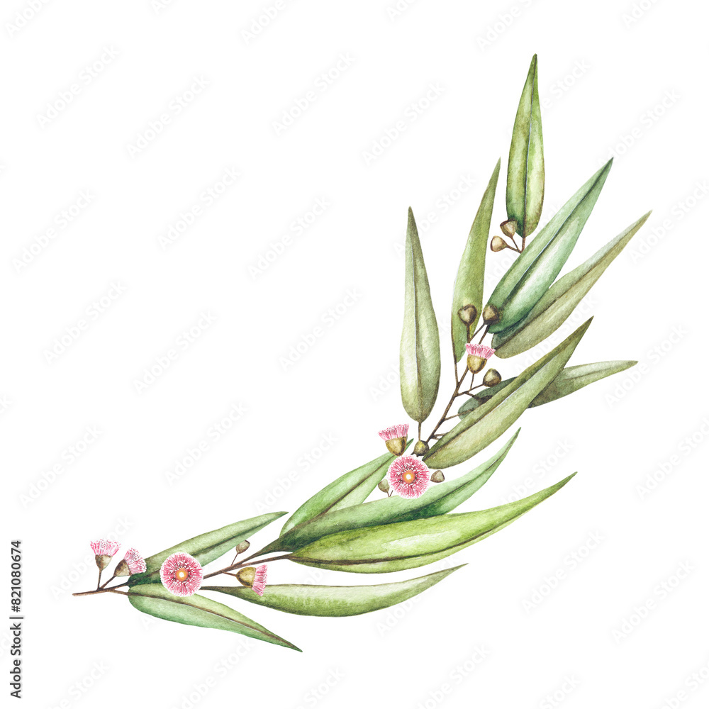 Fototapeta premium Watercolor floral illustration. Botanical isolated eucalyptus greenery branch with flowers on white background. For wedding invitations, anniversary, birthday, prints, posters.
