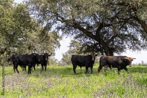 fighting bulls grazing, Aracena Circular Trail - Monte San Miguel - Aracena - PR-A 49, Cortijo Monte San Miguel, El Parralejo livestock farm, Huelva, Andalusia, Spain photo