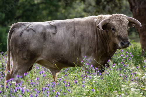 fighting bulls grazing, Aracena Circular Trail - Monte San Miguel - Aracena - PR-A 49, Cortijo Monte San Miguel, El Parralejo livestock farm, Huelva, Andalusia, Spain photo