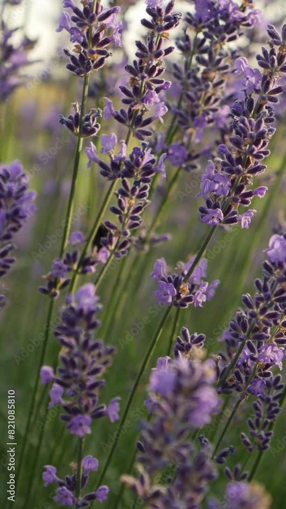 Bumblebee on lavender in sunlight. Vertical video Bumblebee on lavender in sunlight. Vertical video