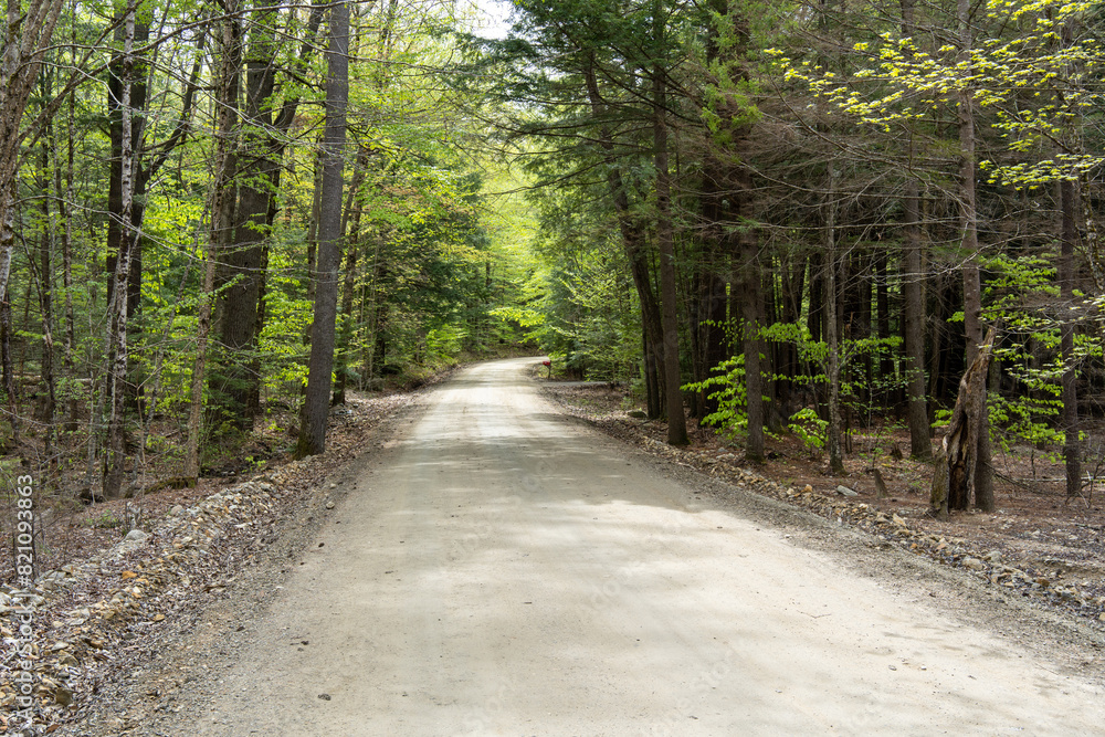 A dirt road in a forest with trees on both sides A dirt road in a forest with trees on both sides