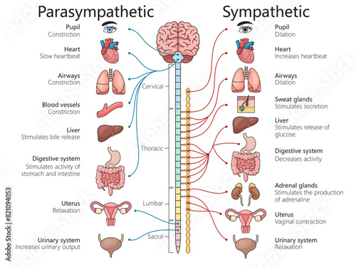 parasympathetic and sympathetic nervous systems, various organs and bodily functions structure diagram hand drawn schematic vector illustration. Medical science educational illustration