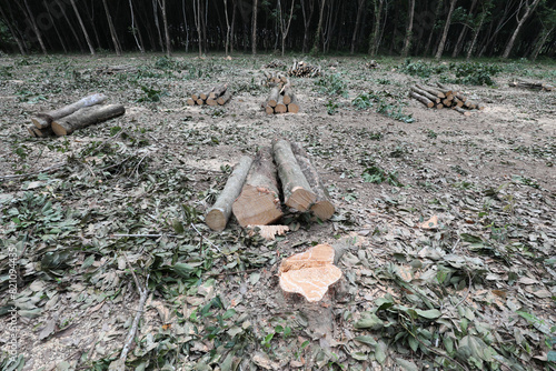 Rubber tree trunks have been cut to be used as raw material in wood processing factory.