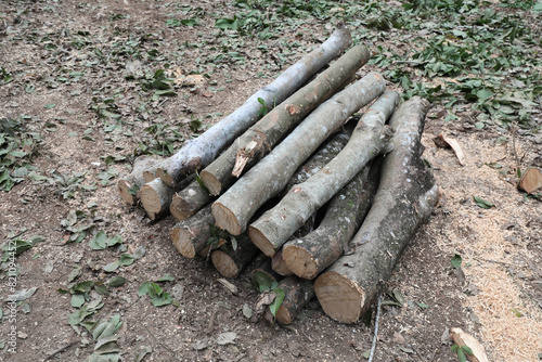 Rubber tree trunks have been cut to be used as raw material in wood processing factory.