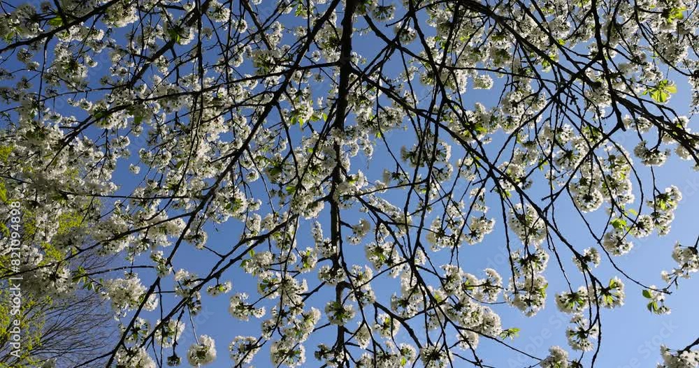 large inflorescences of white cherry blossoms in spring, a tree blooming in an orchard with white flowers in spring large inflorescences of white cherry blossoms in spring, a tree blooming in an orchard with white flowers in spring