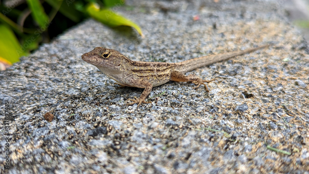 lizard on the stone lizard on the stone