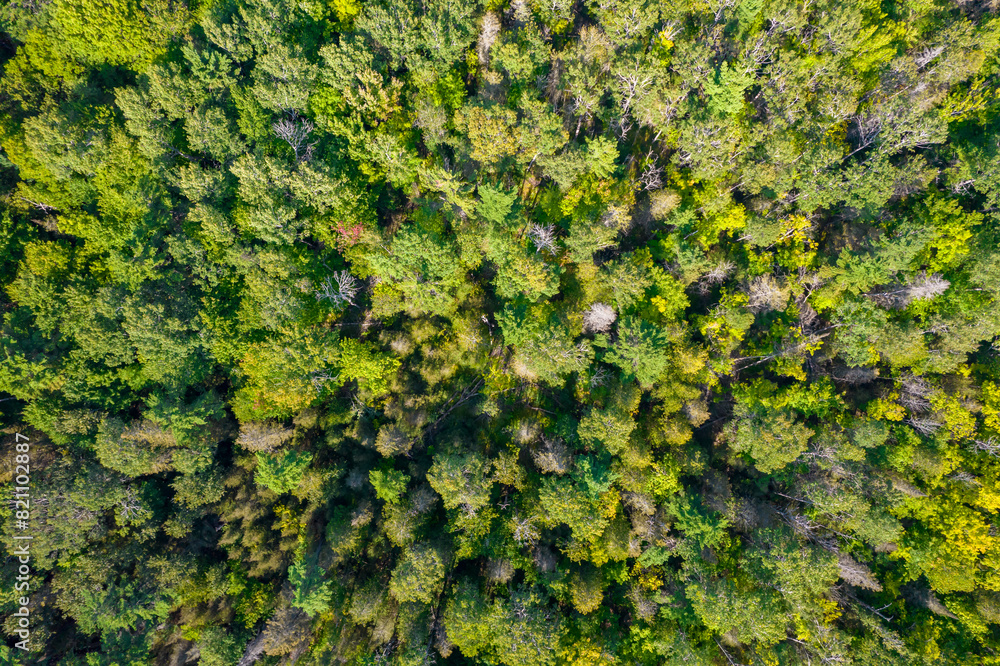 Aerial view of green tree canopy standing in the heart of Misery Bay wilderness woods. Vibrant green tree crown with branches fool of leaves. Top-down view of the treetop crown. Aerial view of green tree canopy standing in the heart of Misery Bay wilderness woods. Vibrant green tree crown with branches fool of leaves. Top-down view of the treetop crown.