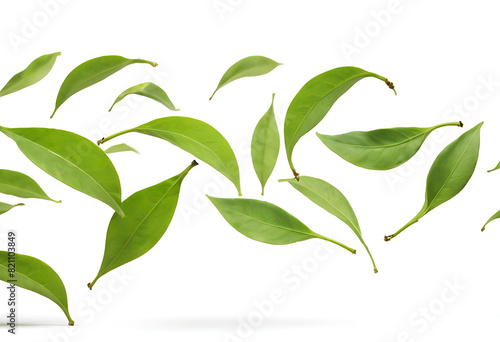 green leaves isolated on white background