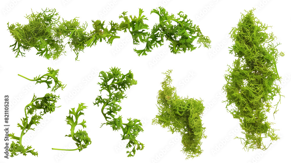 Set of Irish moss, Set of Irish moss,