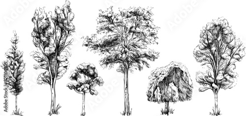 Collection of hand drawn trees. Sketch illustration isolated on white background set.