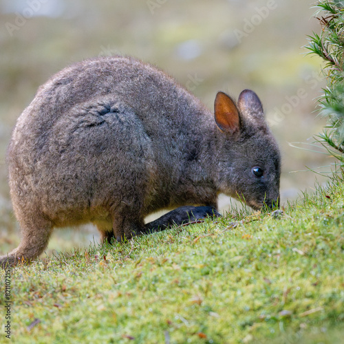 kangaroo in the grass