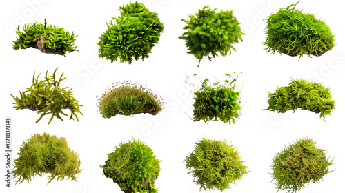 Set of haircap moss