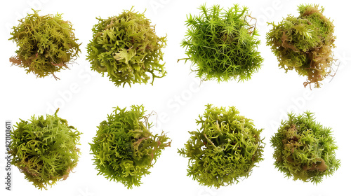 Set of sphagnum moss photo