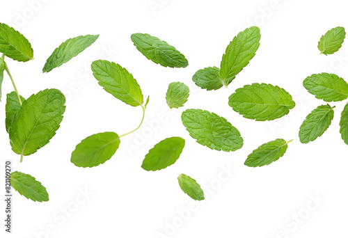  Fresh mint leaves scattered on a white background