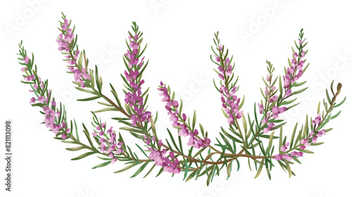 Calluna vulgaris herb. Common heather flower. Modern