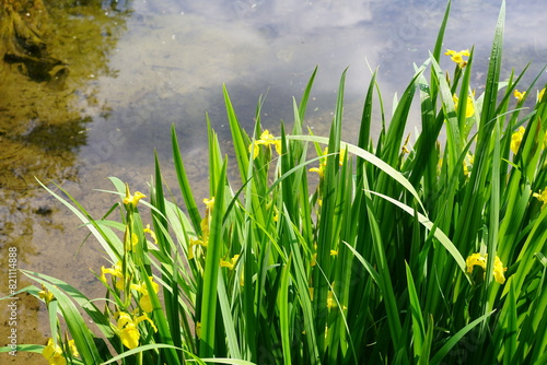 Gelbe Schwertlilien am Schlachtensee in Berlin