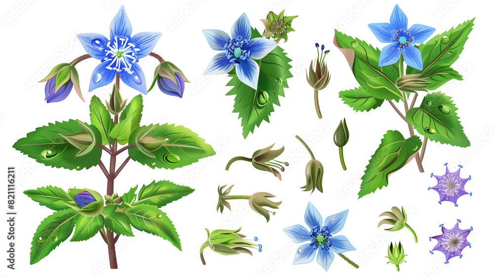 Obraz premium Set of borage elements, featuring star-shaped blue flowers, hairy leaves, and buds, known for their cucumber taste and use in cool drinks