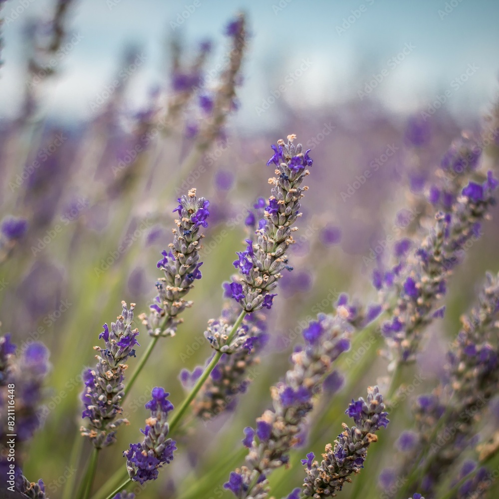 Obraz premium LAVANDES