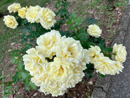fiore di rosa gialla, flower of yellow rose