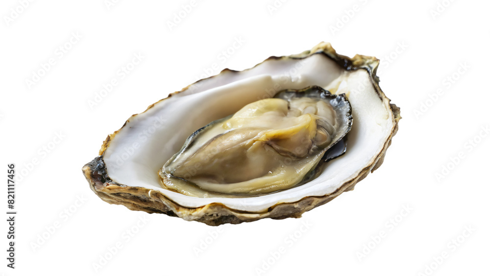A close-up of a rough, white oyster shell, isolated on a background, evokes images of fresh seafood meals from the ocean A close-up of a rough, white oyster shell, isolated on a background, evokes images of fresh seafood meals from the ocean