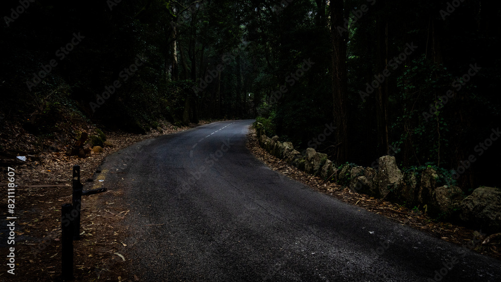 Obraz premium road in the forest