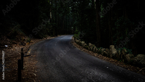 road in the forest