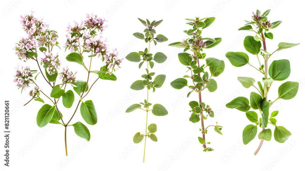 Obraz premium Set of sweet marjoram elements, including small tubular flowers, soft oval leaves, and fragrant stems, essential in Mediterranean cooking,