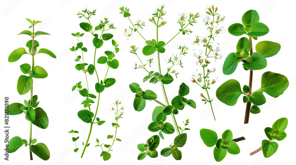 Set of sweet marjoram elements, including small tubular flowers, soft oval leaves, and fragrant stems, essential in Mediterranean cooking, Set of sweet marjoram elements, including small tubular flowers, soft oval leaves, and fragrant stems, essential in Mediterranean cooking,
