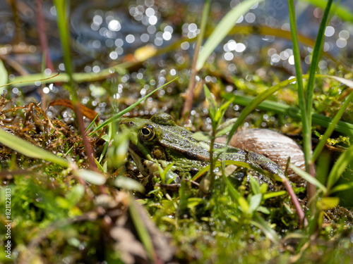 Ein Wasserfrosch sitzt gut versteckt zwischen Uferpflanzen an einem Teich der von der Herbstsonne glitzert 