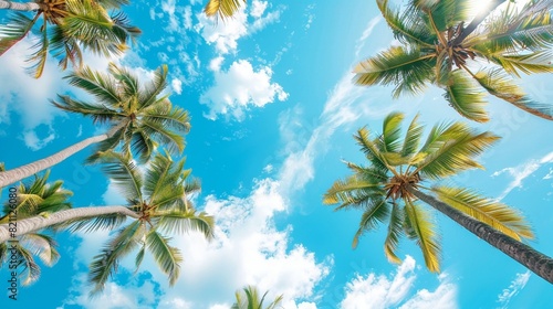 Coconut trees against blue sky. Palm trees at tropical coast.