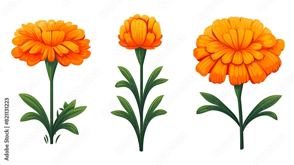 Fototapeta premium An single marigold bloom against a background of pure white