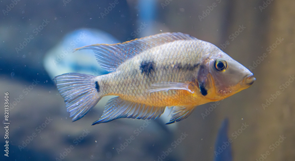 Detail of silver Firemouth cichlid fish. Detail of silver Firemouth cichlid fish.