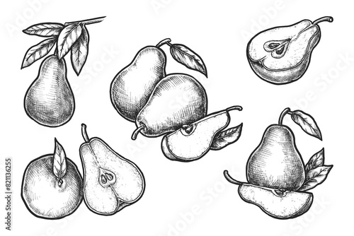 Set of isolated vector sketch of sliced pear. Hand drawn organic and natural food for dessert or juice. Vegetarian or vegan nutrition or meal. Healthy greenhouse nectarine superfood. Harvest